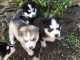 Chiots Husky sib&eacute;rien &agrave; c&eacute;der 