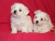 Chiots bichons Maltais &agrave; c&eacute;der 
