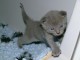 Chatons Chartreux Disponibles O