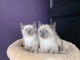 Disponible magnifique chaton sacr&eacute; de Birmanie 
