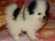 Pour no&euml;l b&eacute;b&eacute; Spitz nain LOF femelles 