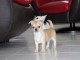 chiot chihuahua tr&egrave;s jolie a donner cadeau no&egrave;l 