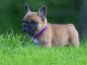 Chiot bouledogue fran&ccedil;ais a donner
