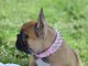 Chiot bouledogue fran&ccedil;ais a donner