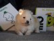 Chiot  SPITZ, 3 mois, m&acirc;le charmant a donner