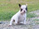 Chiot femelle bouledogue fran&ccedil;ais a donner