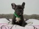 Adorables chiots Bouledogue Fran&ccedil;ais &agrave; vendre 