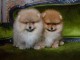 chiots spitz a reserve