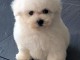 DONNE CHIOTS BICHON FRISE