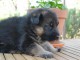 Adorable Berger Allemand a donner