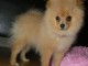 Chiot Spitz Nain pomeranien a donner