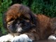 Magnifique chiot Shih Tzu a donner 