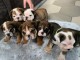 magnifiques Chiots Bouledogue Anglais LOF 1 m&acirc;le et femelles
