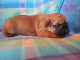 Manifique chiots Bouledogue fran&ccedil;ais a donner
