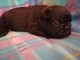 Manifique chiots Bouledogue fran&ccedil;ais a donner
