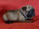 Manifique chiots Bouledogue fran&ccedil;ais a donner contre bon soin
