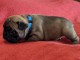 Manifique chiots Bouledogue fran&ccedil;ais a donner contre bon soin