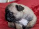 Manifique chiots Bouledogue fran&ccedil;ais a donner contre bon soin