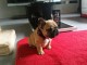 Manifique chiots Bouledogue fran&ccedil;ais a donner contre bon soin