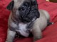 Manifique chiots Bouledogue fran&ccedil;ais a donner contre bon soin