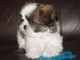 5 magnifiques b&eacute;b&eacute;s Shih tzu