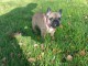 Manifique chiots Bouledogue fran&ccedil;ais a donner contre bon soin
