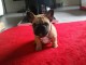 Manifique chiots Bouledogue fran&ccedil;ais a donner contre bon soin
