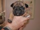 Manifique chiots Bouledogue fran&ccedil;ais a donner contre bon soin