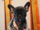 Manifique chiots Bouledogue fran&ccedil;ais a donner contre bon soin