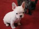 Manifique chiots Bouledogue fran&ccedil;ais a donner contre bon soin