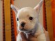 Manifique chiots Bouledogue fran&ccedil;ais a donner contre bon soin