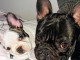 Manifique chiots Bouledogue fran&ccedil;ais a donner contre bon soin