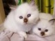 Disponible de suite bb chatons Sacr&eacute; de Birmanie a adopter