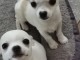 Magnifiques chiots de type Chihuahua Femelles et M&acirc;les LOF a adop