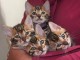 Nous avons des chatons de Bengal disponibles &agrave; l&rsquo;adoption