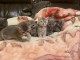 Nous avons des chatons British Shorthair disponibles &agrave; l&rsquo;adoption