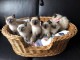 Nous avons des chatons Sacr&eacute; de Birmanie disponibles &agrave; l&rsquo;adoption