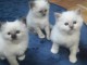 Nous avons des chatons Sacr&eacute; de Birmanie disponibles &agrave; l&rsquo;adoption