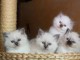 Nous avons des chatons Sacr&eacute; de Birmanie disponibles &agrave; l&rsquo;adoption