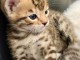 Deux chatons bengal m&acirc;le et femelle a donner
