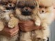 Magnifiques Chiots Spitz Nain Pom&eacute;ranien Pure Race
