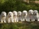 Magnifiques Chiots Samoy&egrave;de Pure Race