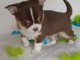 Adorable chiot  Chihuahua &agrave; donner