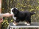 Adorable chiot  Bouvier bernois &agrave; donner .
