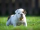 Adorable chiot Bulldog Anglais  &agrave; donner