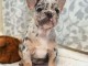  chiot bulldog franc&eacute;s  en venta