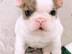 3 Chiots bouledogue fran&ccedil;ais &agrave; donner