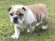 AKC TWINS BULLDOGS ANGLAIS PR&Ecirc;TS POUR UNE NOUVELLE MAISON