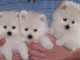 Nous vendons des chiots de Pom&eacute;ranie, veuillez nous contacter