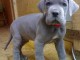 Nous avons des chiots Dogue Allemand m&acirc;les et femelles &agrave; vendre.